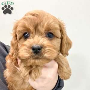 Rusty, Cavapoo Puppy
