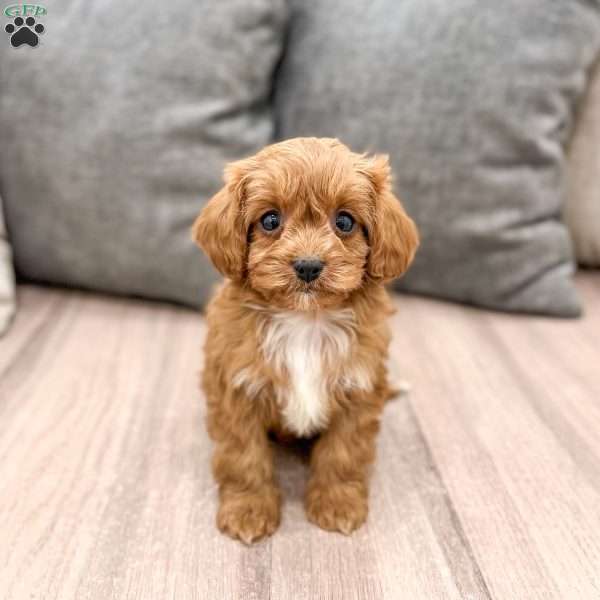 Roxy, Cavapoo Puppy