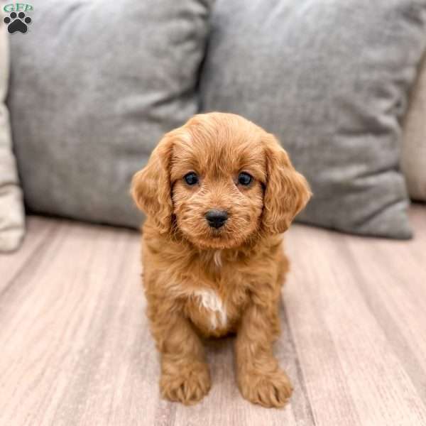 Reeses, Cavapoo Puppy