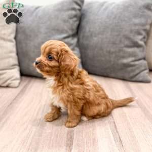 Rocket, Cavapoo Puppy