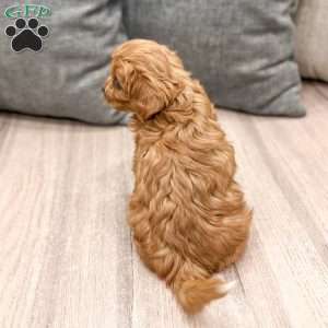 Rocket, Cavapoo Puppy