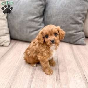 Rocket, Cavapoo Puppy