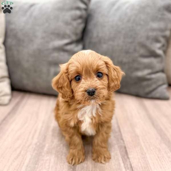 Ranger, Cavapoo Puppy