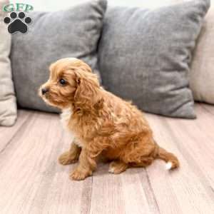 Ranger, Cavapoo Puppy
