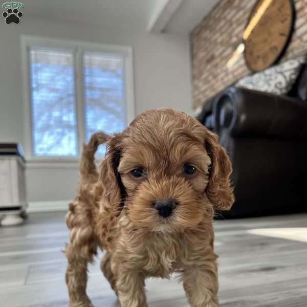 Chewbacca, Cockapoo Puppy