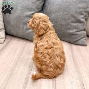 Ranger, Cavapoo Puppy