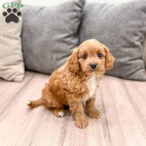 Ranger, Cavapoo Puppy