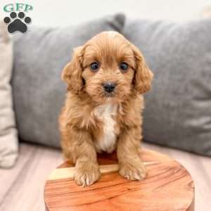 Ranger, Cavapoo Puppy