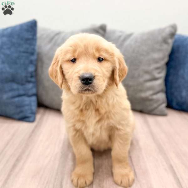 Honey, Golden Retriever Puppy
