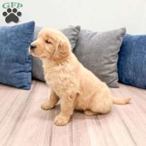 Honey, Golden Retriever Puppy