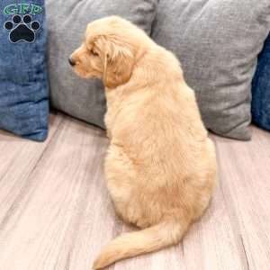 Honey, Golden Retriever Puppy