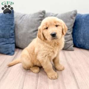 Honey, Golden Retriever Puppy
