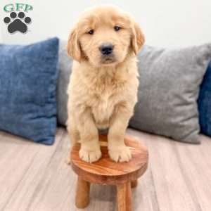Honey, Golden Retriever Puppy
