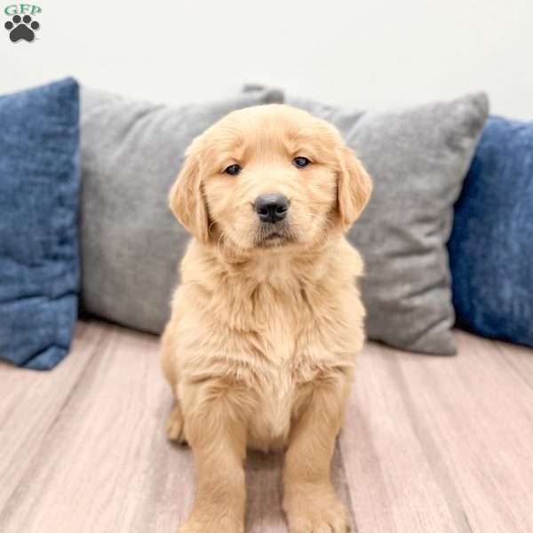 Millie, Golden Retriever Puppy