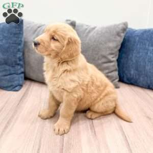 Millie, Golden Retriever Puppy