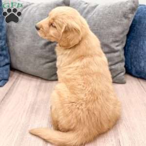 Millie, Golden Retriever Puppy