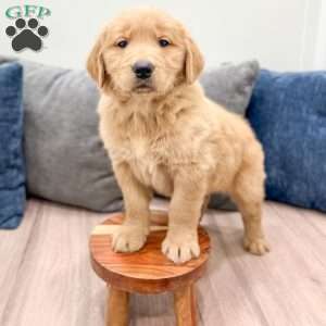 Millie, Golden Retriever Puppy
