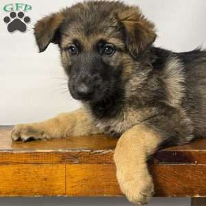 Moose, German Shepherd Puppy