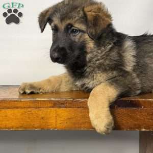 Moose, German Shepherd Puppy