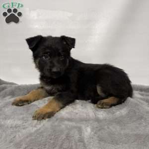 Mason, German Shepherd Puppy