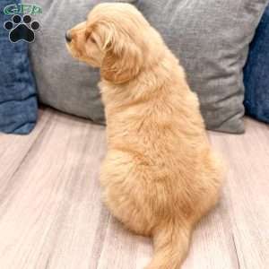 George, Golden Retriever Puppy