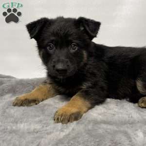 Mason, German Shepherd Puppy