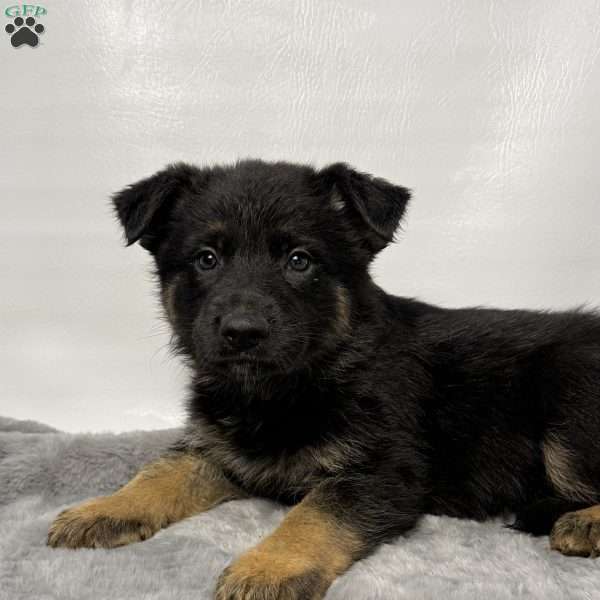 Mason, German Shepherd Puppy
