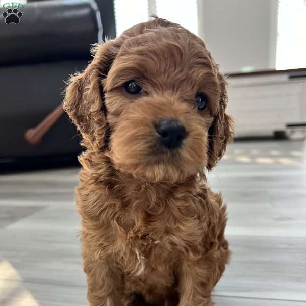 Princess Leia, Cockapoo Puppy