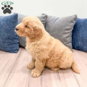 Buddy, Golden Retriever Puppy