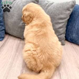 Buddy, Golden Retriever Puppy