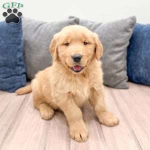 Buddy, Golden Retriever Puppy