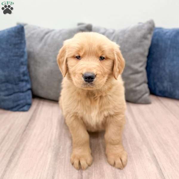Buddy, Golden Retriever Puppy