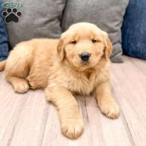 Buddy, Golden Retriever Puppy