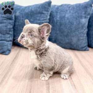 Mason, French Bulldog Puppy