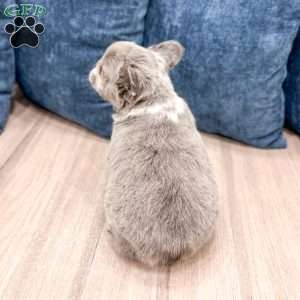 Mason, French Bulldog Puppy