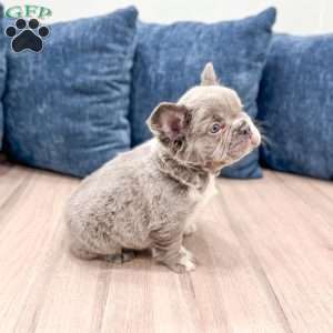 Mason, French Bulldog Puppy