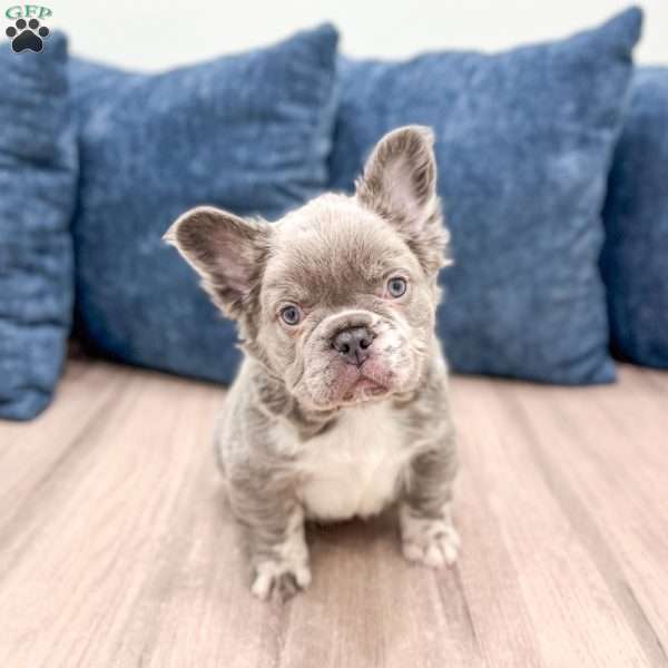 Mason, French Bulldog Puppy