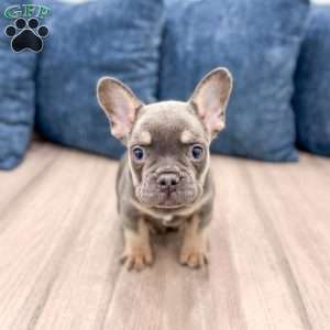 Marco, French Bulldog Puppy