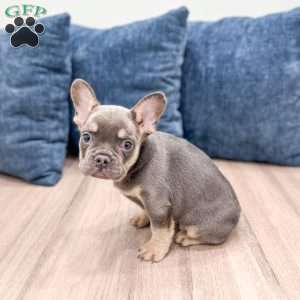 Marco, French Bulldog Puppy