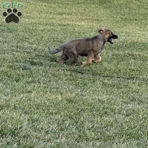Melody, German Shepherd Puppy