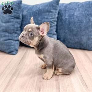 Marco, French Bulldog Puppy