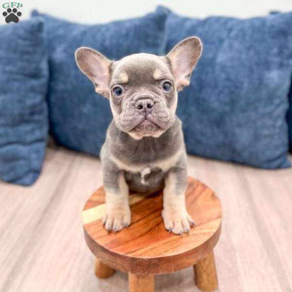Marco, French Bulldog Puppy