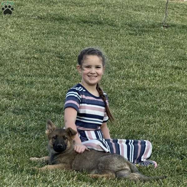 Melody, German Shepherd Puppy