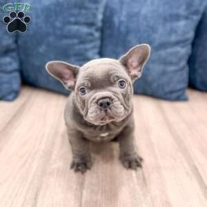 Max, French Bulldog Puppy