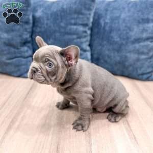 Max, French Bulldog Puppy