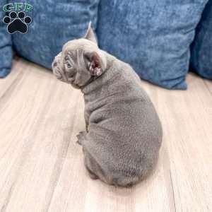 Max, French Bulldog Puppy