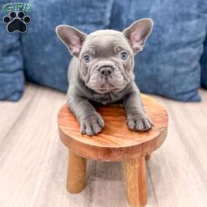 Max, French Bulldog Puppy
