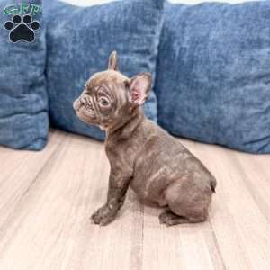 Rolex, French Bulldog Puppy