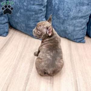Rolex, French Bulldog Puppy