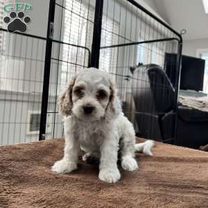 Luke Skywalker, Cockapoo Puppy